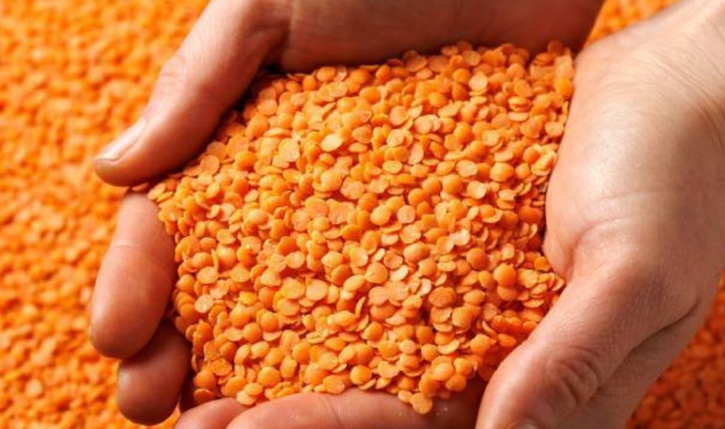 Yüzde 75 Hibeli Mercimek Tohumu Desteği